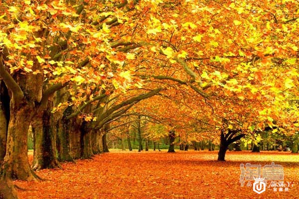 夏天过去了，哪个品牌的腕表更搭浓浓秋意?